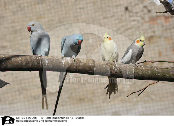Halsbandsittiche und Nymphensittiche / birds / SST-07965