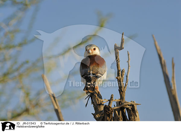 Halsbandzwergfalke / african pygmy falcon / JR-01543