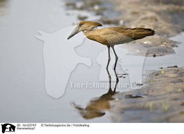 Hammerkopf / hamerkop / HJ-03747