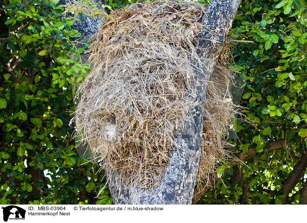 Hammerkopf Nest / MBS-03964