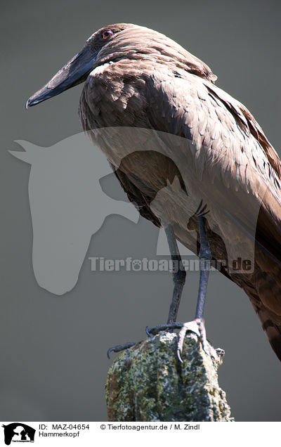 Hammerkopf / hamerkop / MAZ-04654