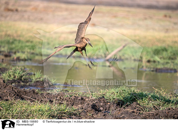 Hammerkopf / hamerkop / MBS-18880