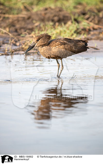 Hammerkopf / hamerkop / MBS-18882