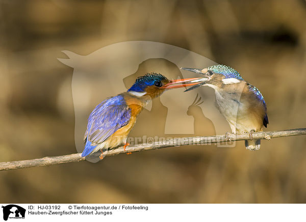 Hauben-Zwergfischer fttert Junges / malachite kingfisher feeds fledgling / HJ-03192