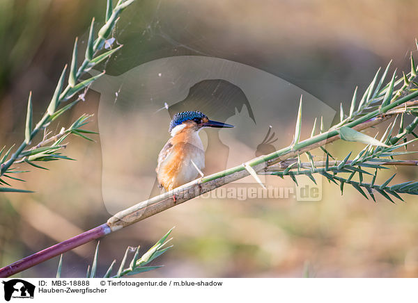 Hauben-Zwergfischer / malachite kingfisher / MBS-18888