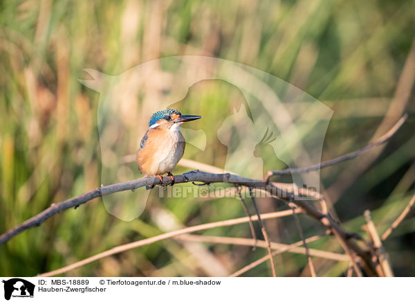 Hauben-Zwergfischer / malachite kingfisher / MBS-18889