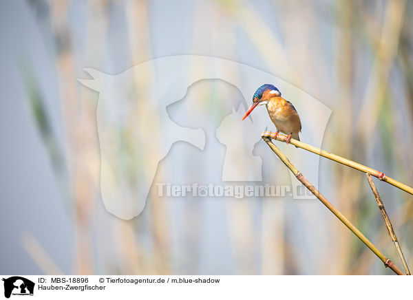 Hauben-Zwergfischer / malachite kingfisher / MBS-18896