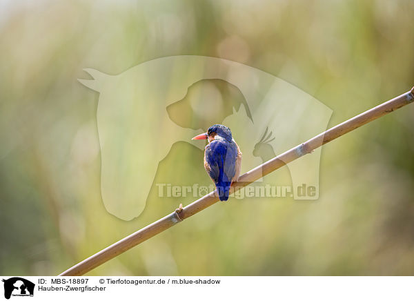 Hauben-Zwergfischer / malachite kingfisher / MBS-18897