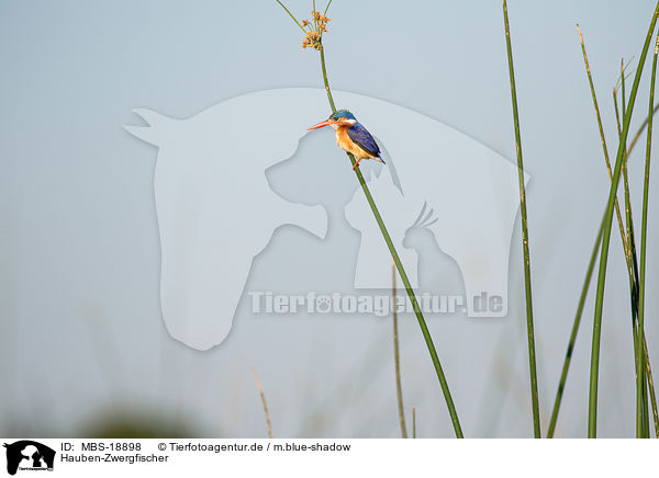 Hauben-Zwergfischer / malachite kingfisher / MBS-18898