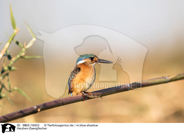 Hauben-Zwergfischer / malachite kingfisher / MBS-18902