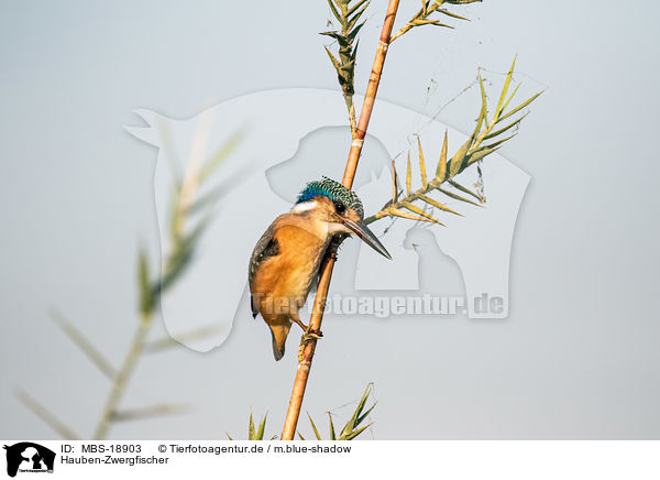 Hauben-Zwergfischer / malachite kingfisher / MBS-18903