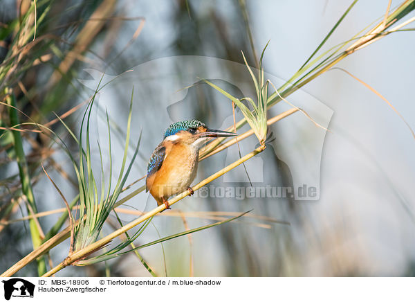 Hauben-Zwergfischer / malachite kingfisher / MBS-18906