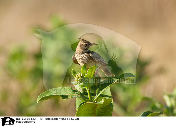 Haubenlerche / SO-03433