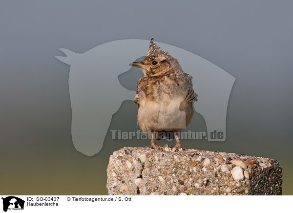 Haubenlerche / crested lark / SO-03437