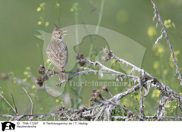 Haubenlerche / crested lark / THA-11297