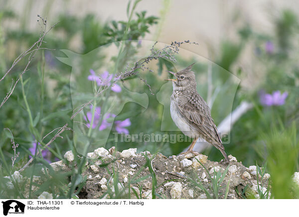 Haubenlerche / crested lark / THA-11301