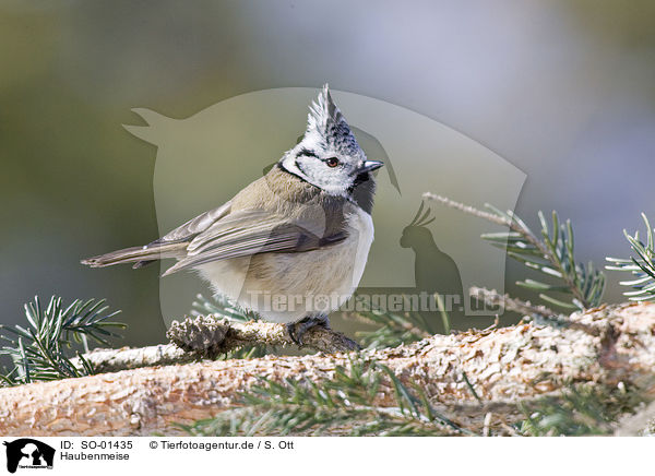 Haubenmeise / crested tit / SO-01435