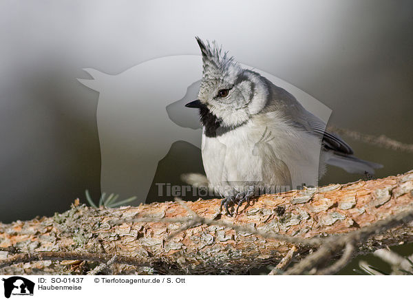 Haubenmeise / crested tit / SO-01437