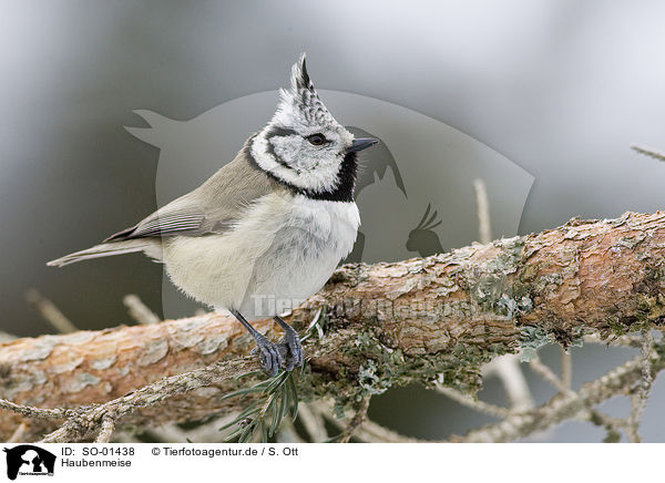 Haubenmeise / crested tit / SO-01438