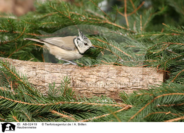Haubenmeise / crested tit / AB-02419