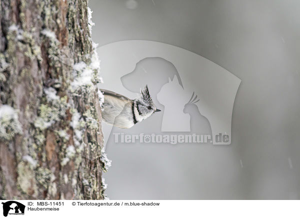 Haubenmeise / crested tit / MBS-11451