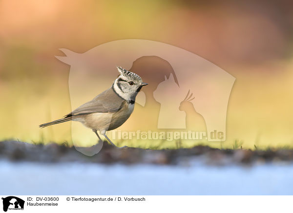 Haubenmeise / crested tit / DV-03600