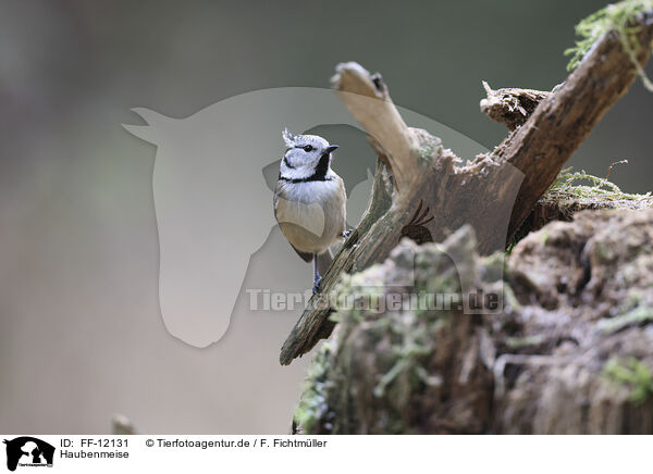 Haubenmeise / crested tit / FF-12131