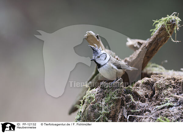 Haubenmeise / crested tit / FF-12132