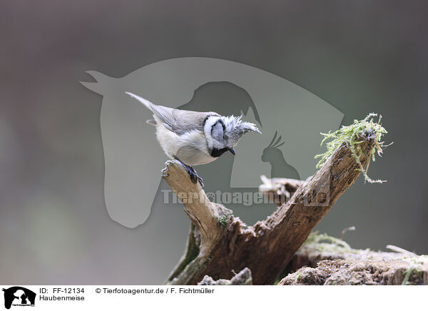 Haubenmeise / crested tit / FF-12134