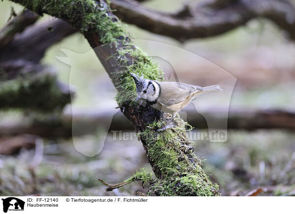 Haubenmeise / crested tit / FF-12140