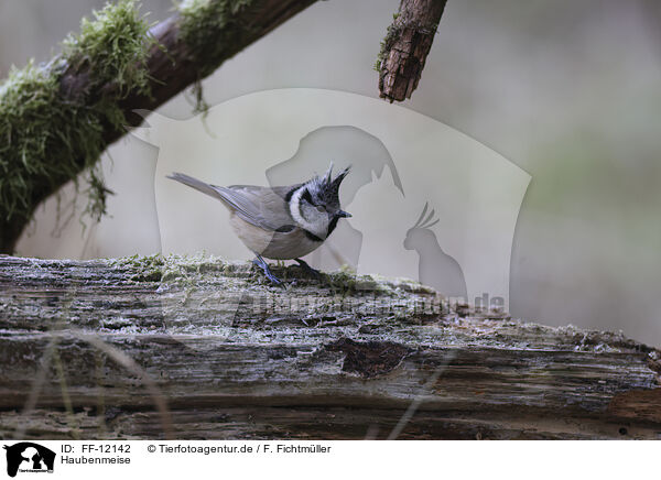 Haubenmeise / crested tit / FF-12142