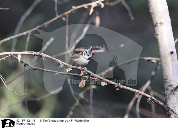 Haubenmeise / crested tit / FF-12144