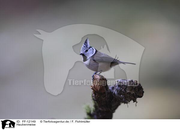 Haubenmeise / crested tit / FF-12149