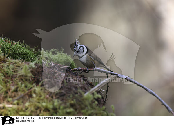 Haubenmeise / crested tit / FF-12152