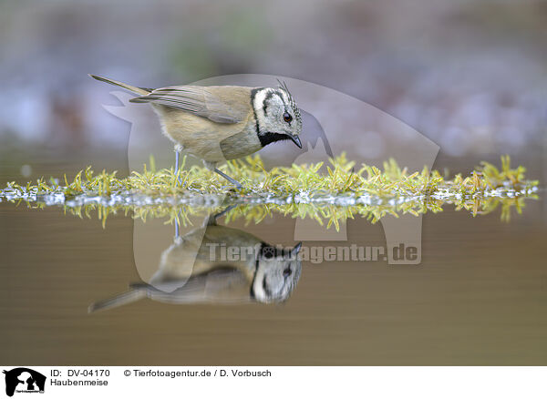 Haubenmeise / crested tit / DV-04170