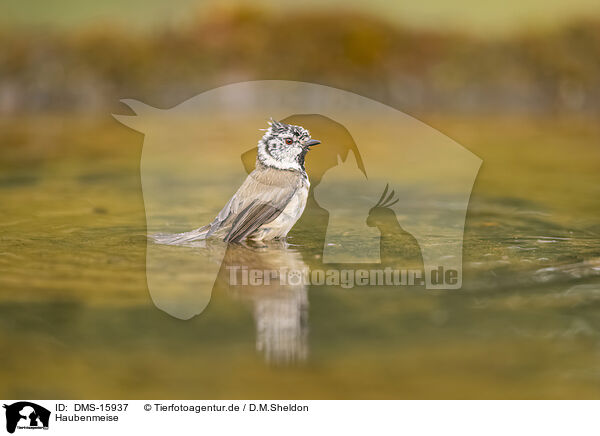 Haubenmeise / crested tit / DMS-15937
