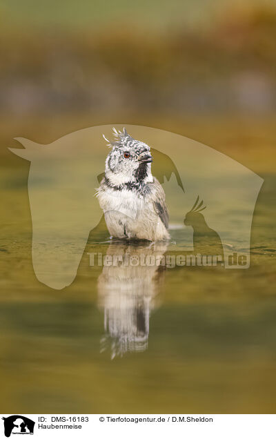 Haubenmeise / crested tit / DMS-16183