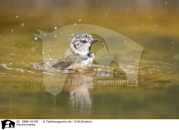 Haubenmeise / crested tit / DMS-16185