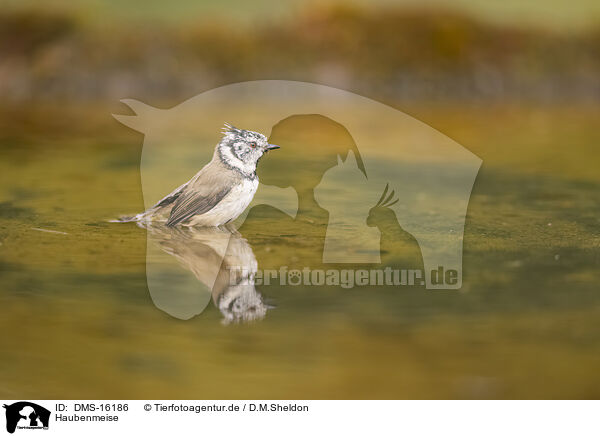 Haubenmeise / crested tit / DMS-16186