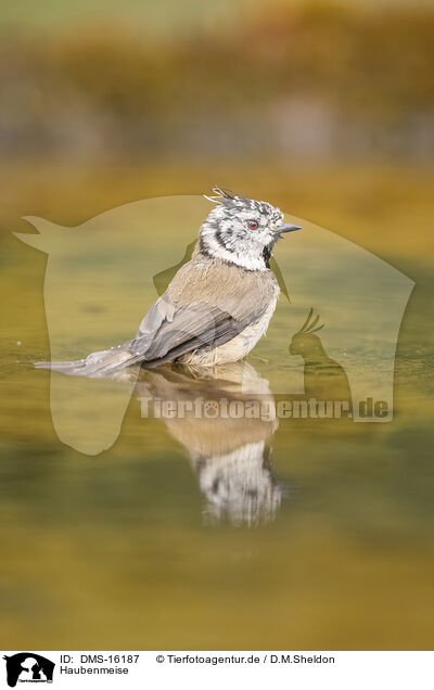 Haubenmeise / crested tit / DMS-16187