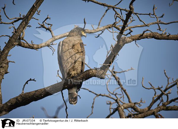 Haubenschlangenadler / crested serpent eagle / JR-07334