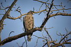Haubenschlangenadler