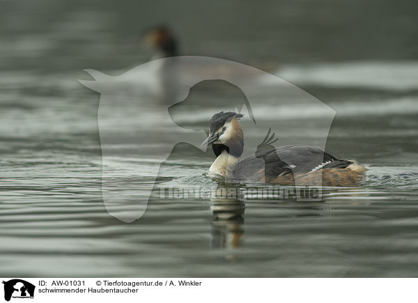 schwimmender Haubentaucher / AW-01031