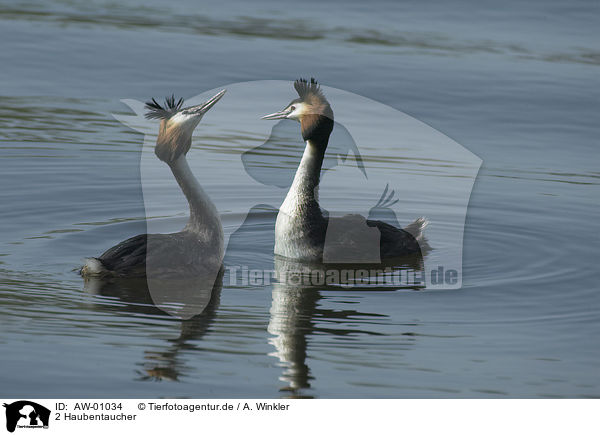 2 Haubentaucher / 2 great crested grebe / AW-01034