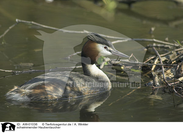 schwimmender Haubentaucher / swimming great crested grebe / AW-01036