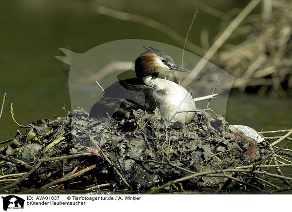 brtender Haubentaucher / brooding great crested grebe / AW-01037