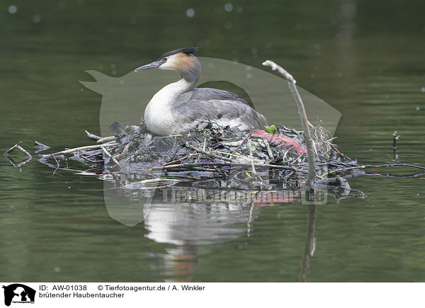 brtender Haubentaucher / brooding great crested grebe / AW-01038