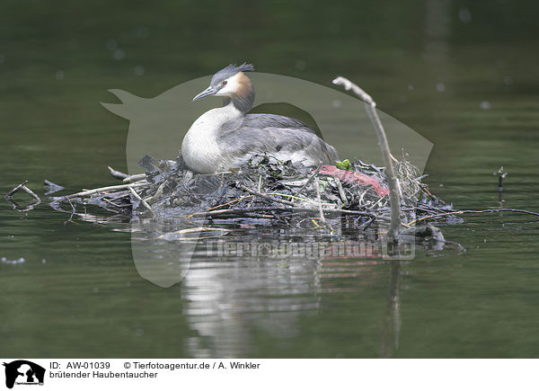 brtender Haubentaucher / brooding great crested grebe / AW-01039