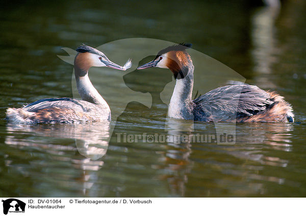 Haubentaucher / great crested grebe / DV-01064