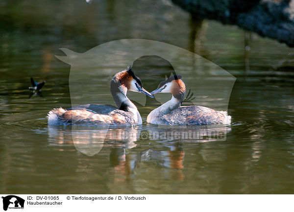Haubentaucher / great crested grebe / DV-01065